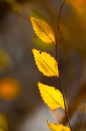 beautiful background, leaves at sunset