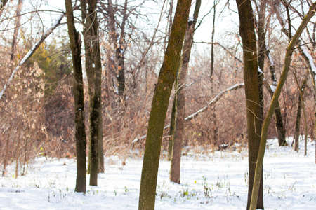 many different trees in the park in winterの写真素材