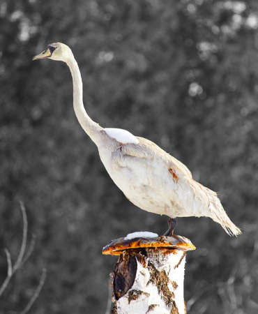 beautiful white swan stands on a treeの写真素材