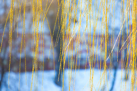 Yellow leaves of a weeping willow in the autumn day. Golden foliage.の写真素材