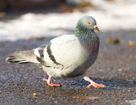 dove walking in the snowの写真素材
