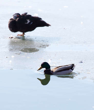Duck on the ice. Wild nature of a bird in winter photoの写真素材
