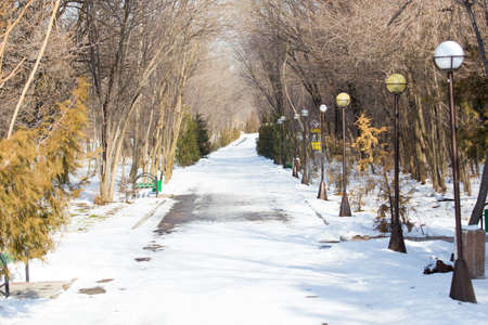 winter background, spherical round lamp in the parkの写真素材
