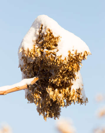 beautiful winter background, branch of a tree and snowの写真素材