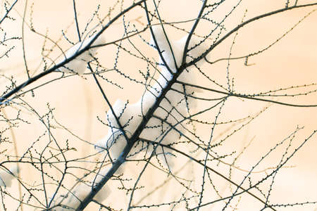 branches of trees in winter with snowの写真素材