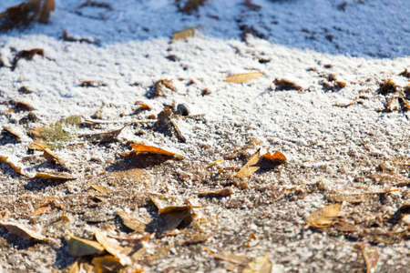 dry leaves, autumn season. Icy weatherの写真素材