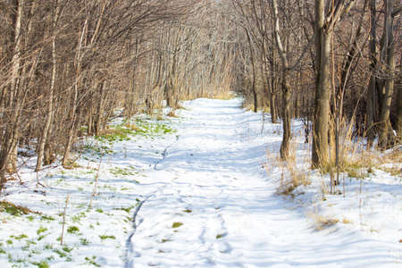 many different trees in the park in winterの写真素材