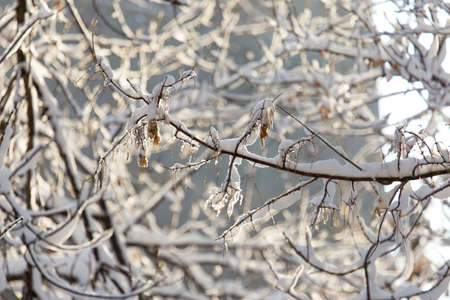 Branches of trees in winter with snowの写真素材