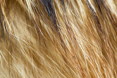 beautiful background on black, fur minkの写真素材