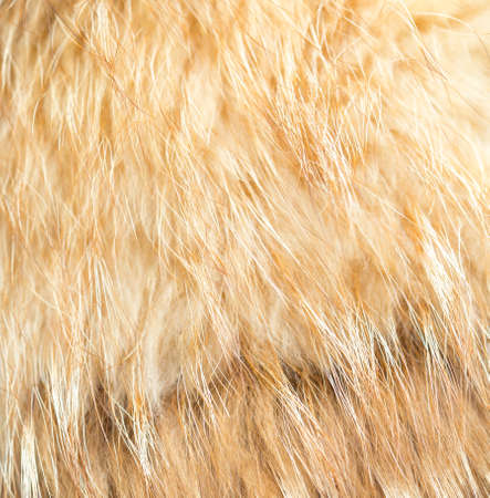 beautiful background, fur mink