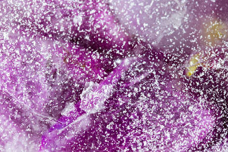 Frozen beautiful pink flower blooms in ice cubeの写真素材