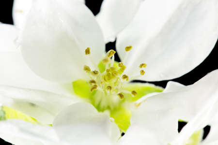 Quince flower on black, macroの写真素材