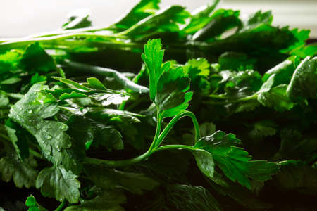 fresh greens dill and parsley on a black backgroundの写真素材