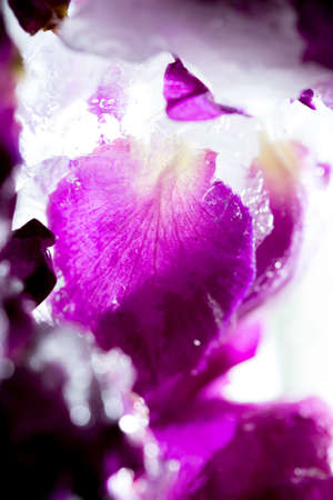 Frozen beautiful pink flower blooms in ice cubeの写真素材