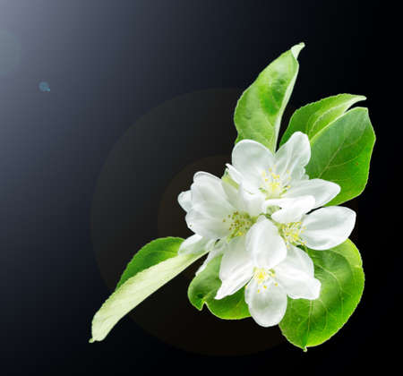 Quince flower on black, macroの写真素材