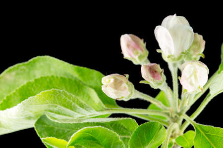 Quince flower on black, macroの写真素材