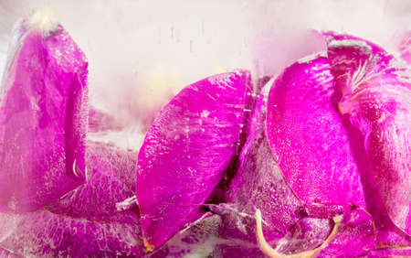 Frozen beautiful pink flower blooms in ice cubeの写真素材
