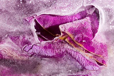 Frozen beautiful pink flower blooms in ice cubeの写真素材