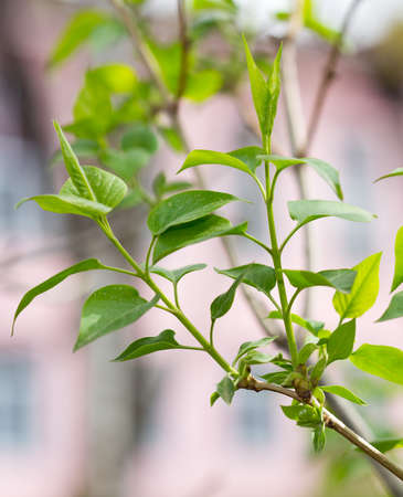 green leaves sirenの写真素材