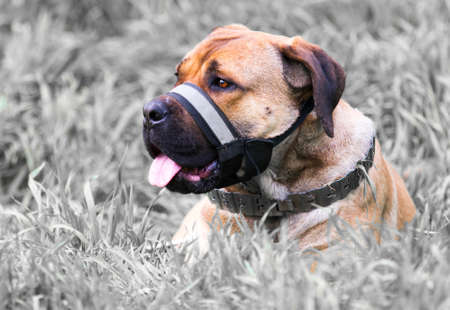 Dog in the natureの写真素材