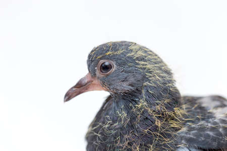 portrait of a dove on a white backgroundの写真素材