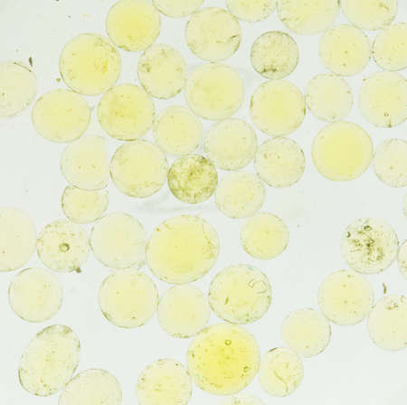 water bubbles in background quality, macro