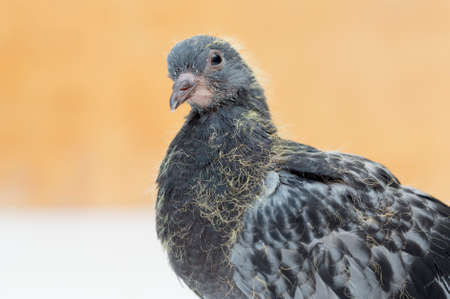 portrait a pigeon on a yellow backgroundの写真素材