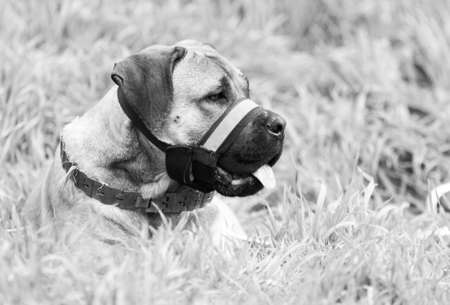 Dog in the natureの写真素材