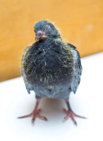 portrait a pigeon on a yellow backgroundの写真素材