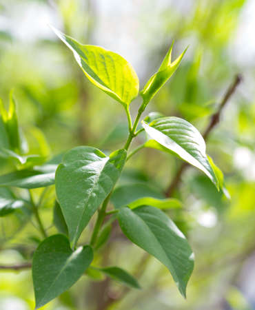 green leaves siren