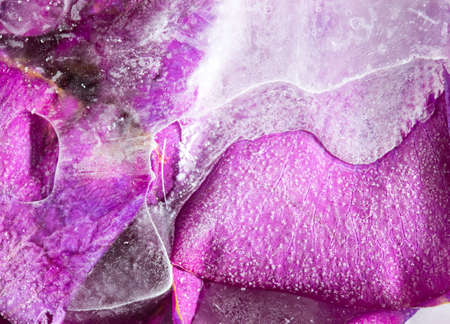 Frozen beautiful pink flower blooms in ice cubeの写真素材
