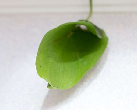 beautiful green leavesの写真素材