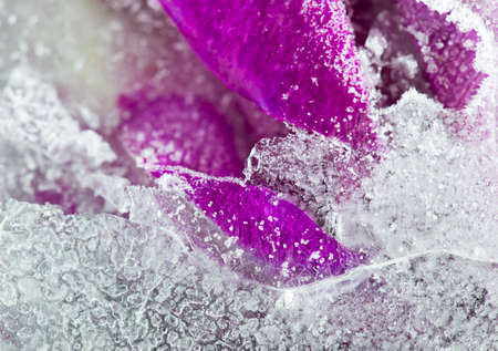 Frozen beautiful pink flower blooms in ice cubeの写真素材