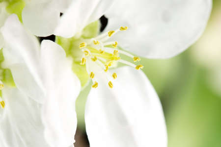 Quince flower on black, macroの写真素材