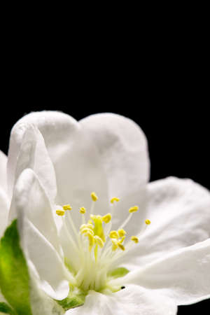Quince flower on black, macroの写真素材