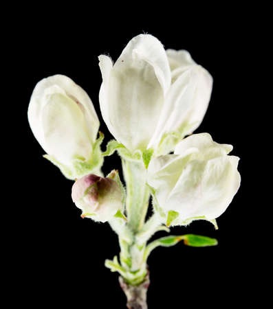 Quince flower on black, macroの写真素材