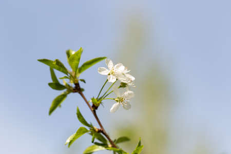 cherry color in natureの写真素材