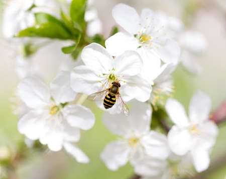 Bee on a flower of a white cherry