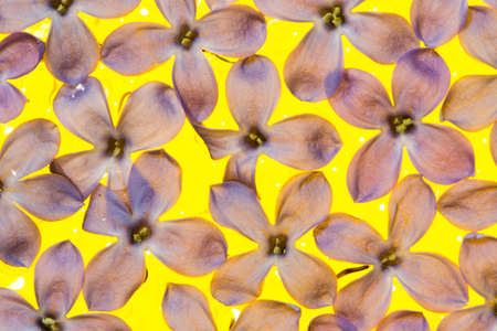 purple flower on the water. macro