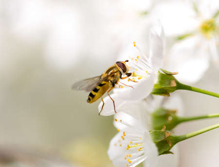 Bee on a flower of a white cherry