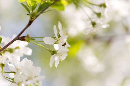 cherry color in nature