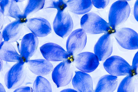 purple flower on the water. macro