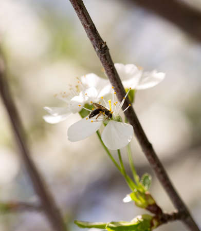 Bee on a flower of a white cherryの写真素材