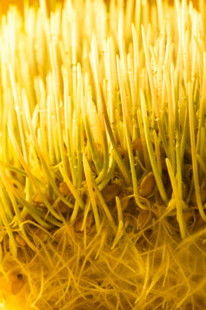 cultivation of wheat and roots of macroの写真素材