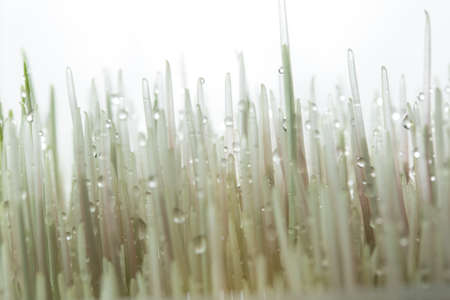 cultivation of wheat and roots of macroの写真素材