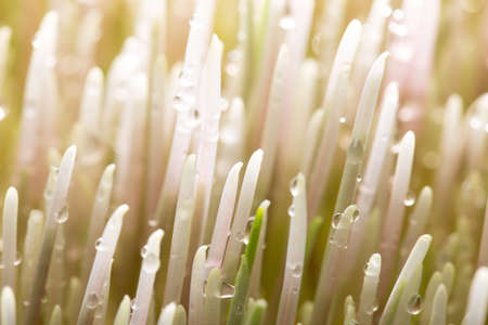 cultivation of wheat and roots of macroの写真素材