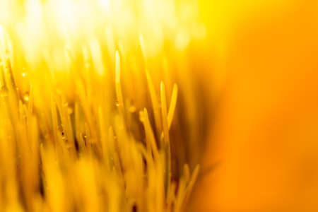cultivation of wheat and roots of macro