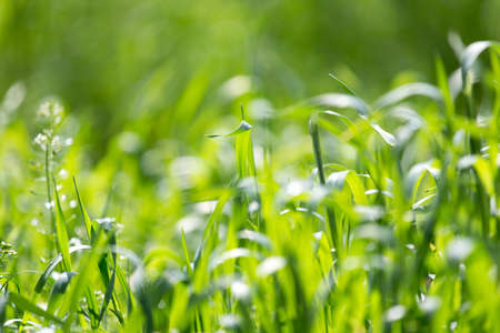 Green grass in nature