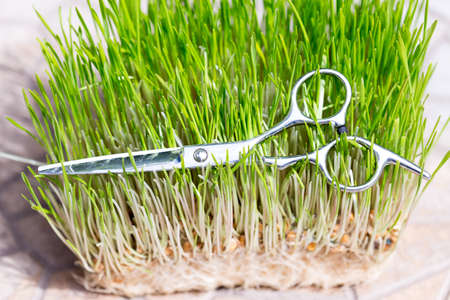 scissors on the grass backgroundの写真素材