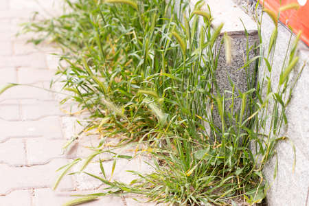 grass growing on the sidewalk